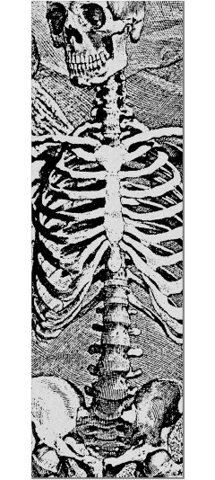 Powell Peralta SAS Skeleton CLEAR Grip Tape Sheet - 10.5 x 33